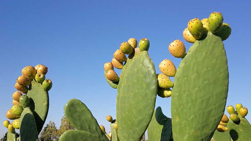 Fici Indicae (Opuntia ficus-indica) productionis nostrae